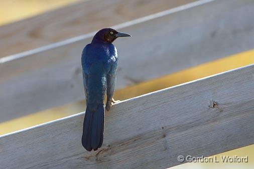 Beaming Grackle_33437.jpg - Photographed along the Gulf coast near Port Lavaca, Texas, USA.